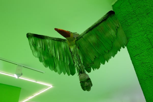 Installation View of Aliens VS Gorillas a solo presentation of works by Amir Kamand.