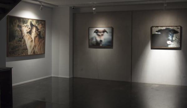 Matin Jameie | "Dogs" Dastan x E1 Art Galley