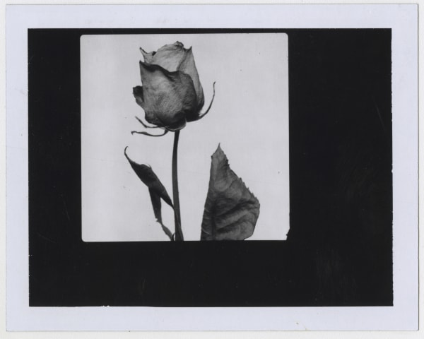 Rose © David Bailey