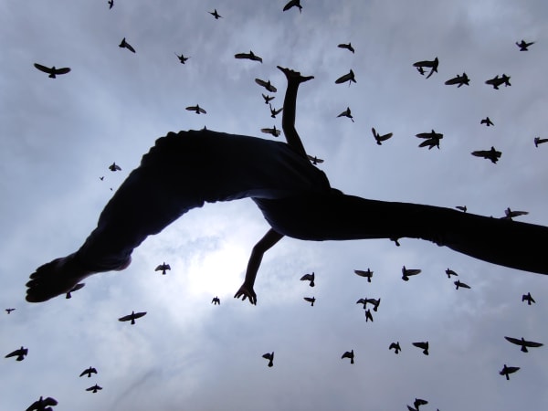 The Birds of the Sky