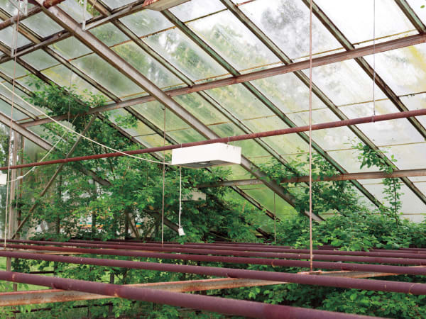 Glasshouse10 Cf001155