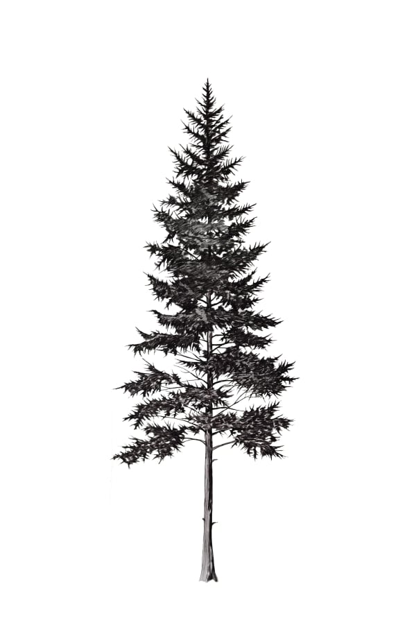 Deadwood Tree 1 Rac Print