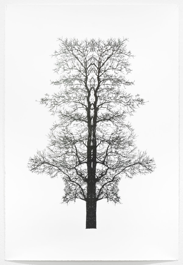 Okane Baum Test Katalognr 28 1