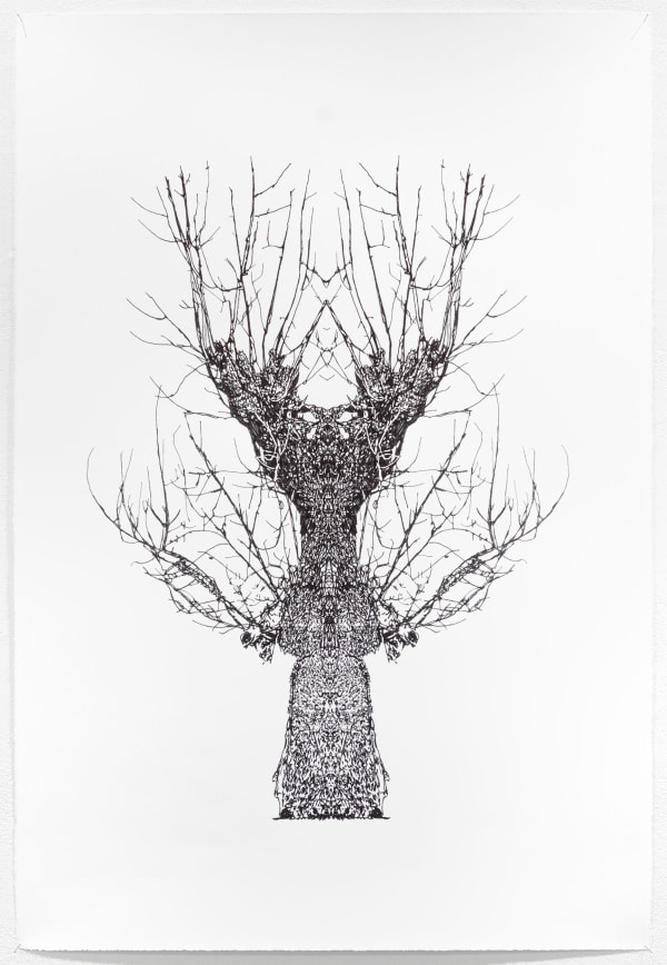 Okane Baum Test Katalognr 30 1