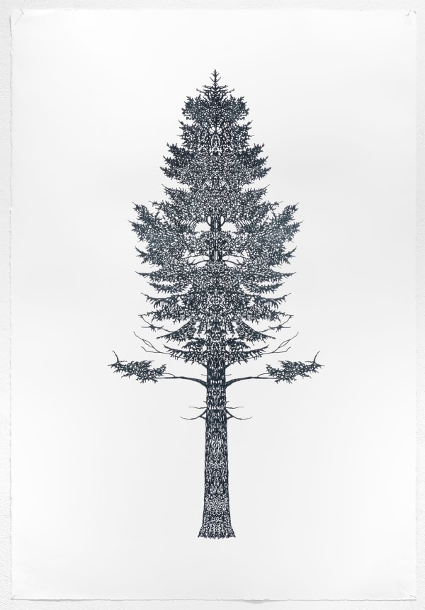 Okane Baum Test Katalognr 31 1