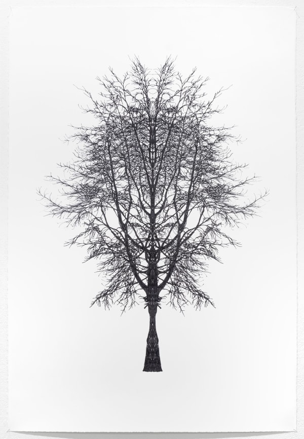 Okane Baum Test Katalognr 32 1