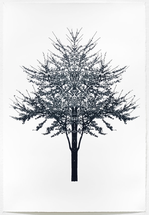 Okane Baum Test Katalognr 33 1