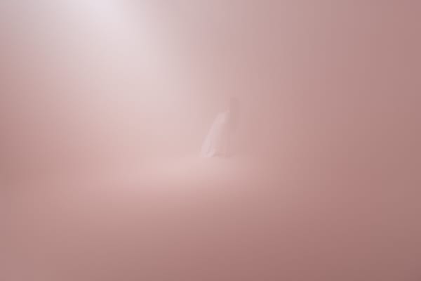 Into the Mist