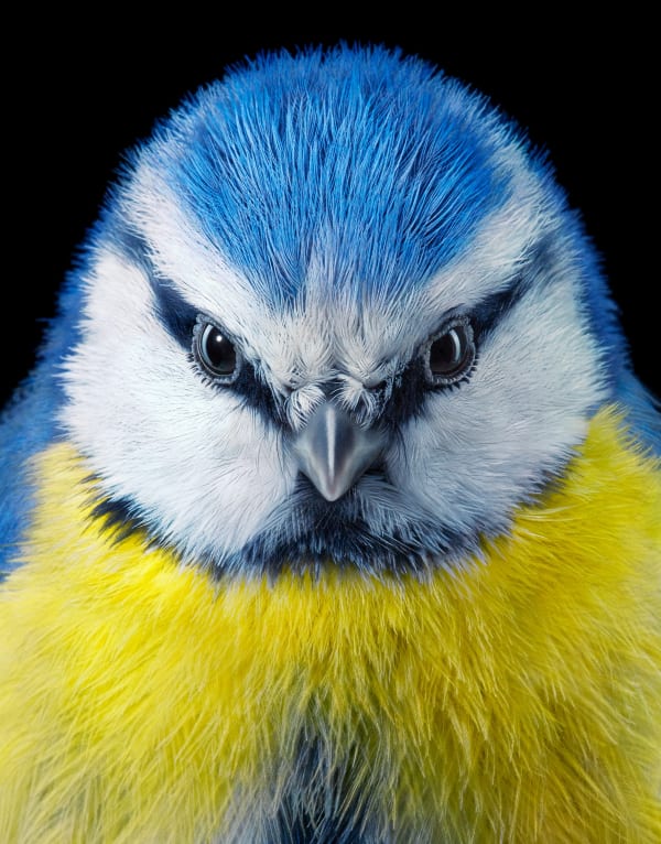 Birds