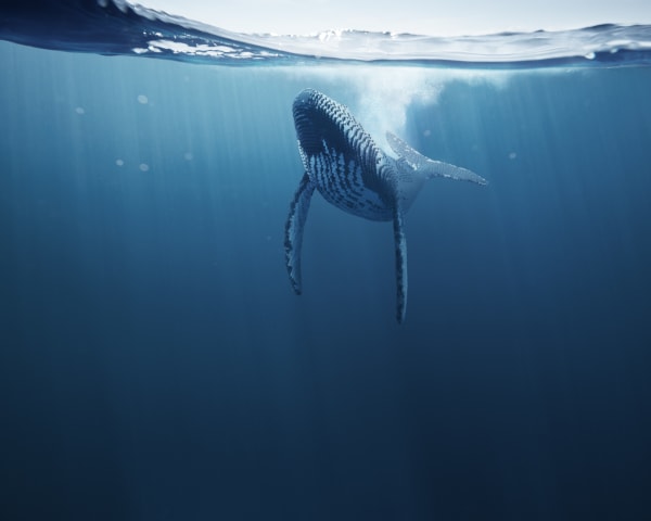 PERNiCiEM: The Endangered Species Connection