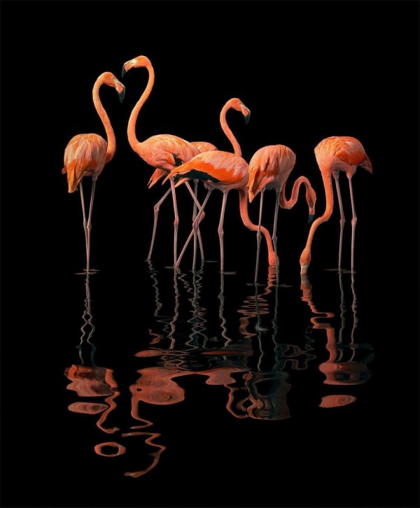 Flamboyance, 2020