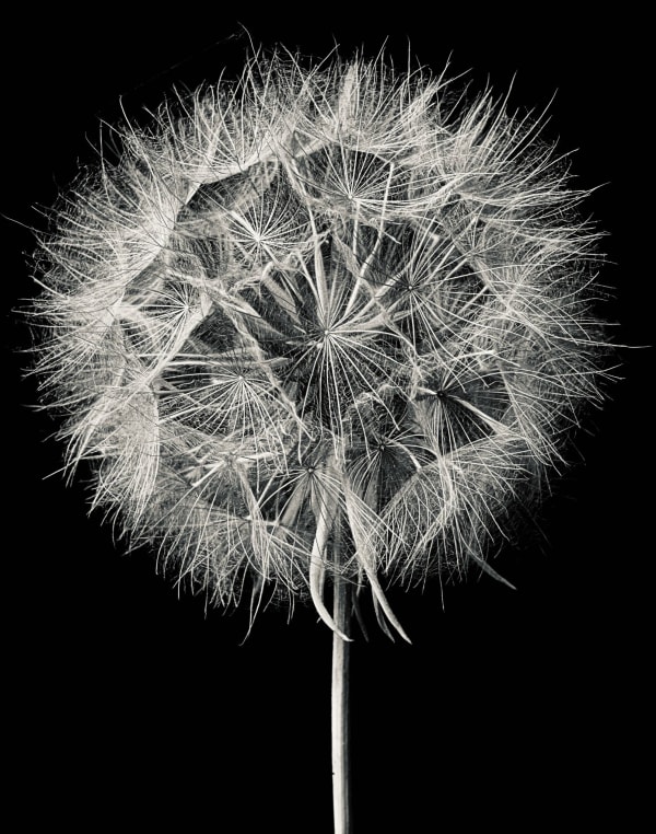 Jan C. Schlegel, Tragopogon Prapensis #4, 2023