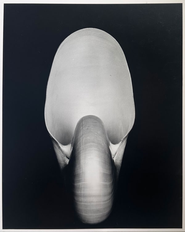 (attributed to) Edward Weston, Nautilus, 1927
