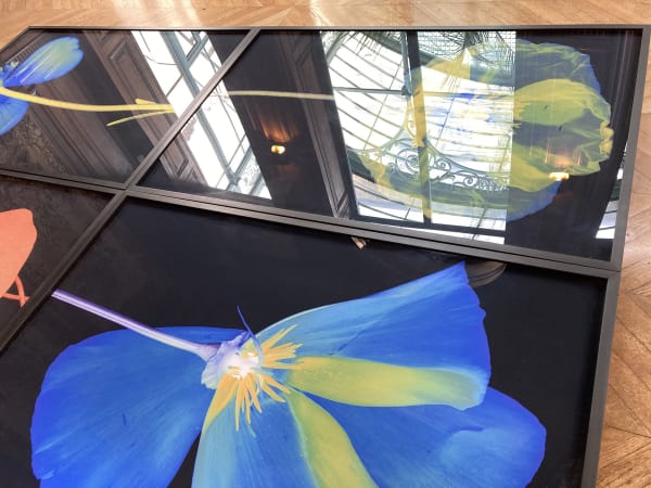 Suzanne Lafont, New Companion Species, 2018-2019 Floor installation of 12 archival pigment print on cotton rag paper, 160 x 106,7 cm (unframed), 165 x 111,5 cm (framed) 330 x 1350 x 12 cm, Unique Courtesy of the artist & Erna Hecey Gallery