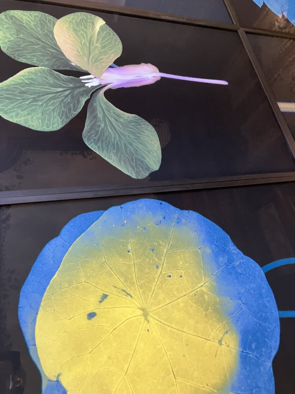 Suzanne Lafont, New Companion Species, 2018-2019 Floor installation of 12 archival pigment print on cotton rag paper, 160 x 106,7 cm (unframed), 165 x 111,5 cm (framed) 330 x 1350 x 12 cm, Unique Courtesy of the artist & Erna Hecey Gallery