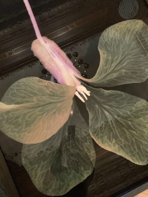 Suzanne Lafont, New Companion Species, 2018-2019 Floor installation of 12 archival pigment print on cotton rag paper, 160 x 106,7 cm (unframed), 165 x 111,5 cm (framed) 330 x 1350 x 12 cm, Unique Courtesy of the artist & Erna Hecey Gallery