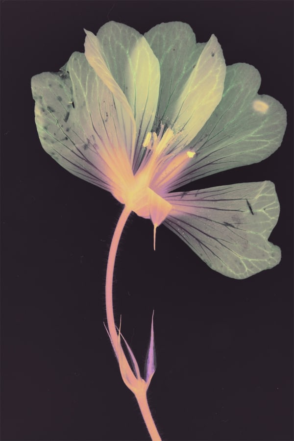 Suzanne Lafont, New Companion Species, Industrie, 2018-2019 Archival pigment print on cotton rag paper, 160 x 106,7 cm (unframed), 165 x 111,5 cm (framed) Edition of 3 Courtesy of the artist, Bordeaux Métropole & Erna Hecey Gallery