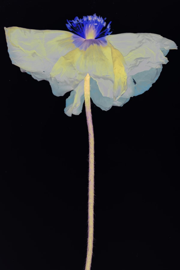 Suzanne Lafont, New Companion Species, Johannes Gutenberg, 2018-2019 Archival pigment print on cotton rag paper, 160 x 106,7 cm (unframed), 165 x 111,5 cm (framed) Edition of 3 Courtesy of the artist, Bordeaux Métropole & Erna Hecey Gallery