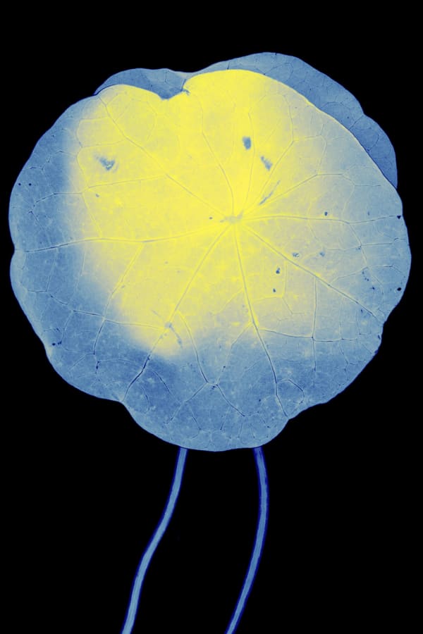 Suzanne Lafont, New Companion Species, Marie Curie, 2018-2019 Archival pigment print on cotton rag paper, 160 x 106,7 cm (unframed), 165 x 111,5 cm (framed) Edition of 3 Courtesy of the artist, Bordeaux Métropole & Erna Hecey Gallery