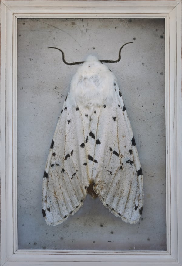 Kate Breakey, Salt Marsh Tiger Moth, Estigmene acrea, n.d.