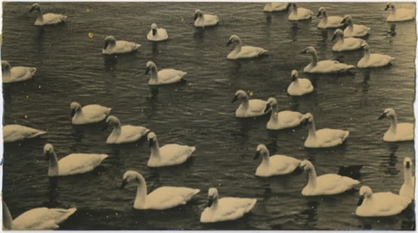 Masao Yamamoto, #797, from A Box of ku, n.d.