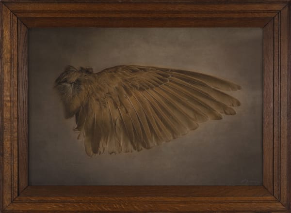 Kate Breakey Wing, n.d.