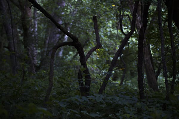 Samuel James, Photuris fireflies in bottomland with vines, Appalachian Ohio, 2019