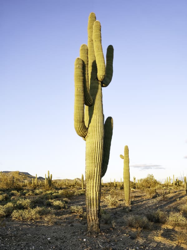Mark Klett, Saguaro 6 arms at sunset, 2023