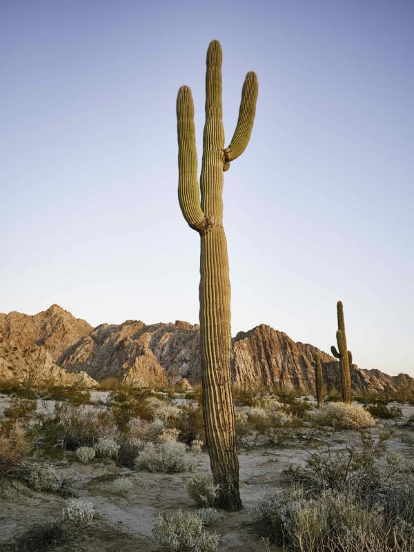 Mark Klett, Saguaro 2 arms dawn Gila Mtns , 2022