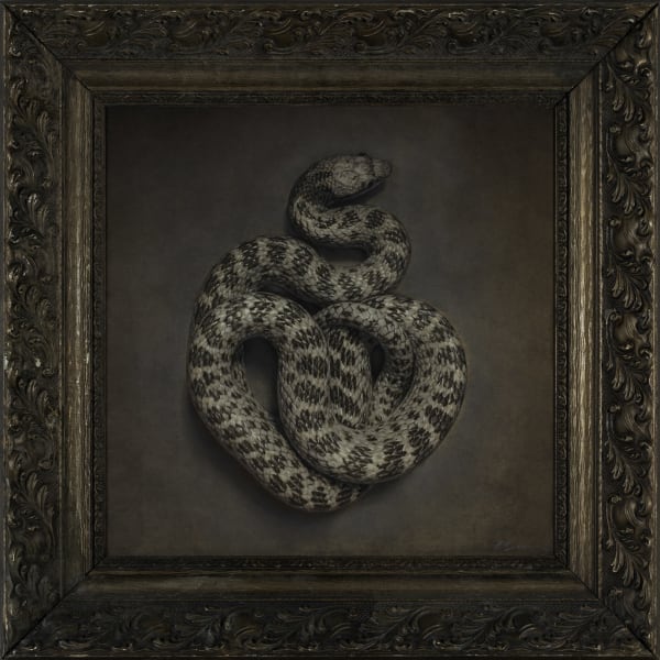 Kate Breakey Night Snake, n.d.