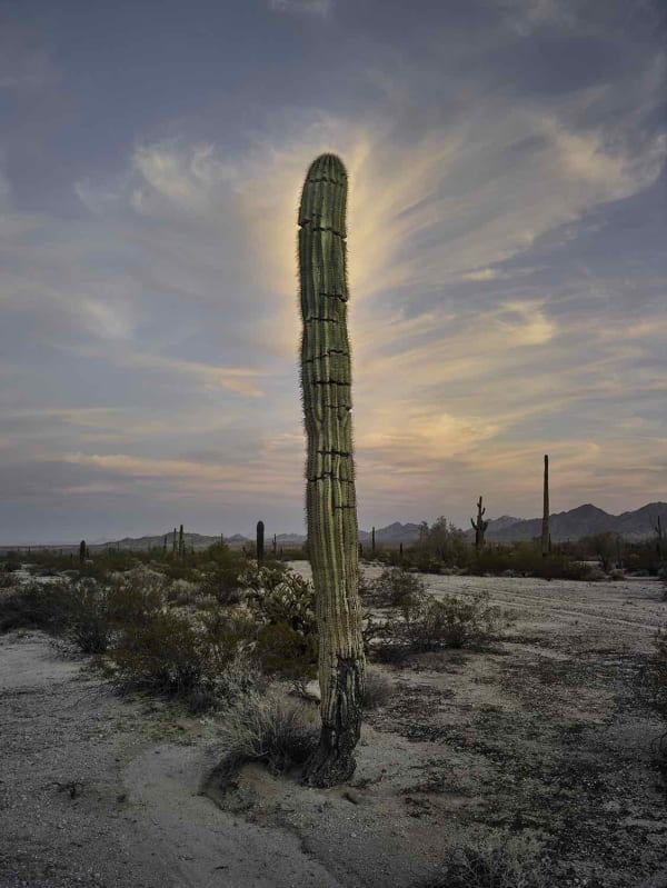 Mark Klett, Saguaro glow at dusk, 2018