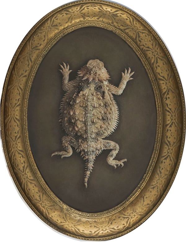 Kate Breakey Horny Toad, n.d.