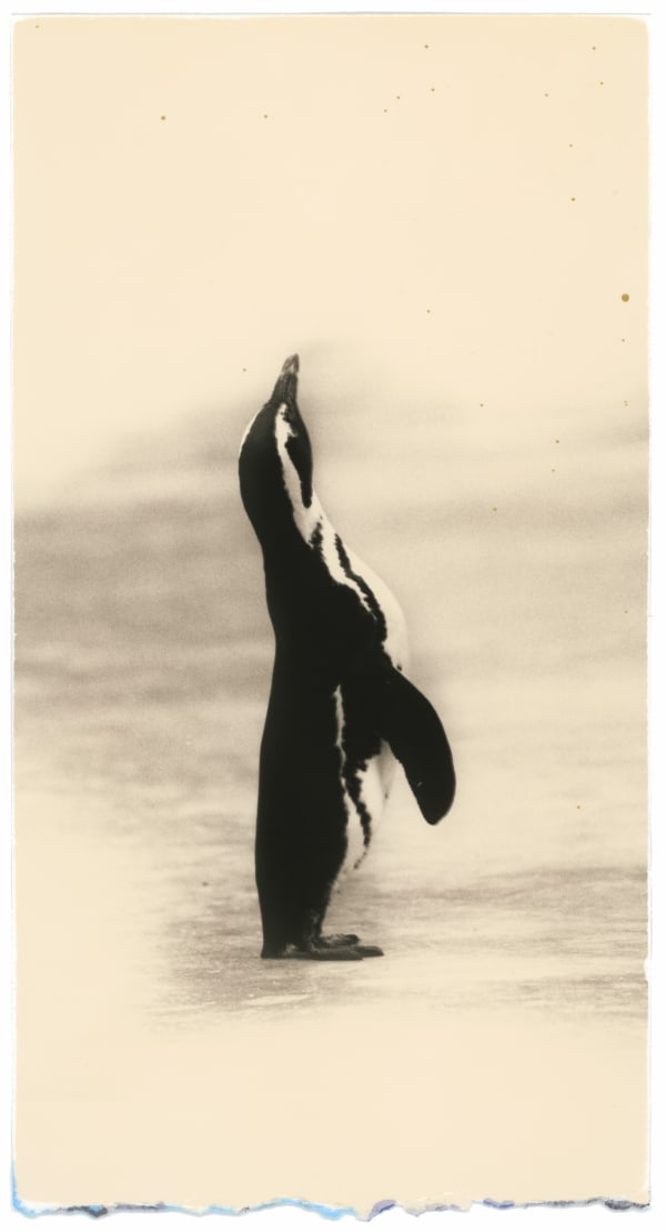 Masao Yamamoto, #1651, from Kawa = Flow, n.d.