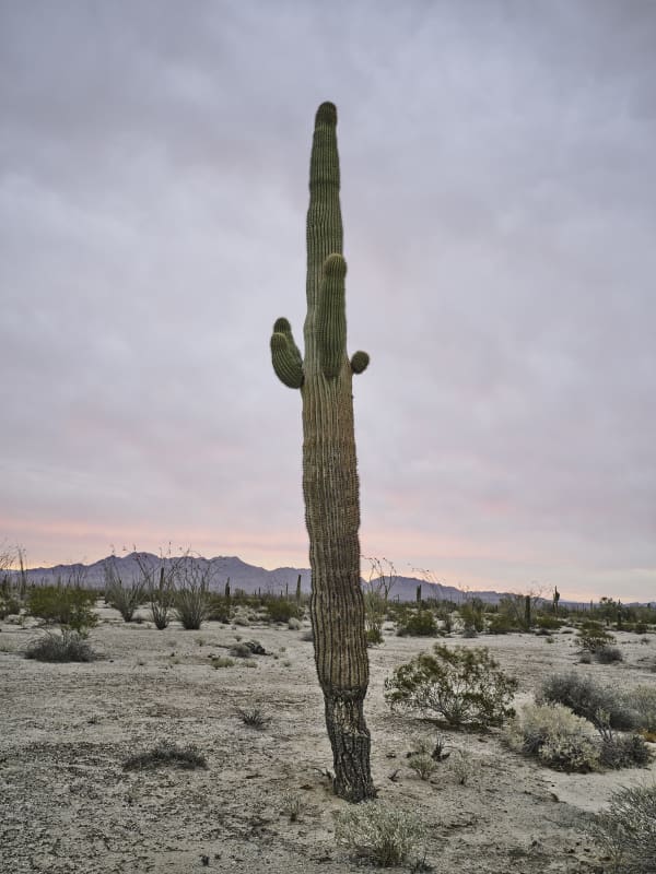 Mark Klett, Saguaro 4 arms red glow horizon, 2023