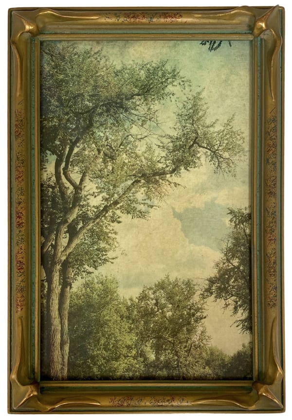 Wendi Schneider, The Wisdom of Trees, 2019