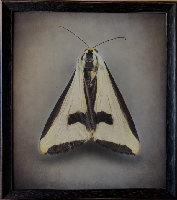 Kate Breakey, Cross Moth, Haploa clymene , n.d.