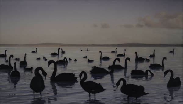 Kate Breakey Black Swans, Kellidie Bay, South Australia, n.d.