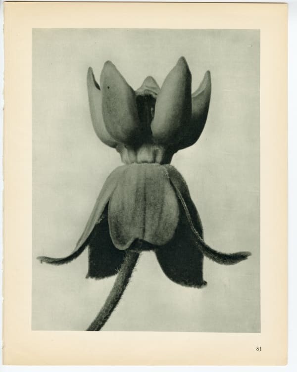 Karl Blossfeldt, Plate 81, 1932