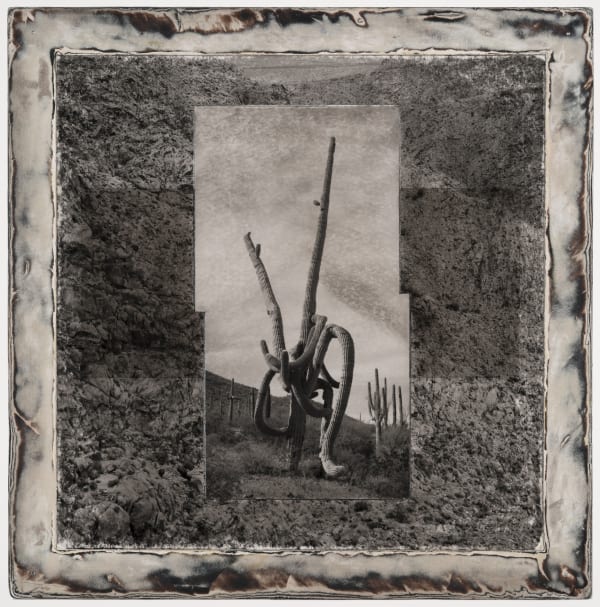Michael P. Berman Inferno Saguaros #16, 2024