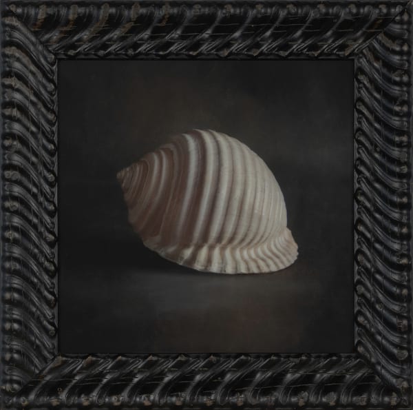 Kate Breakey Scotch Bonnet Shell, n.d.