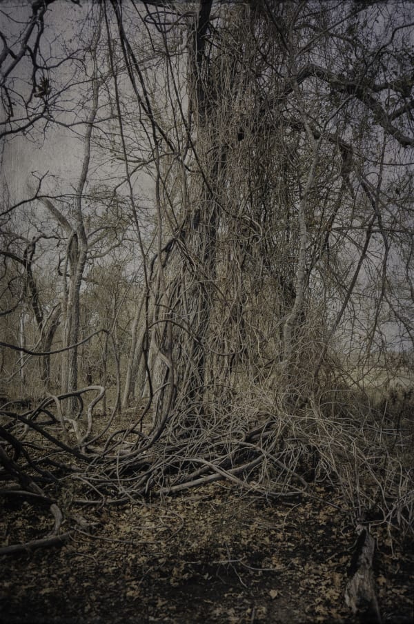 Kate Breakey, Tangled II, n.d.