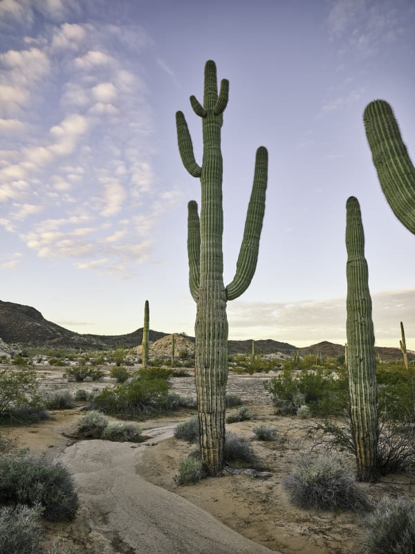 Mark Klett, Saguaro 5 arms Cabeza arm on right edge from another saguaro, 2024