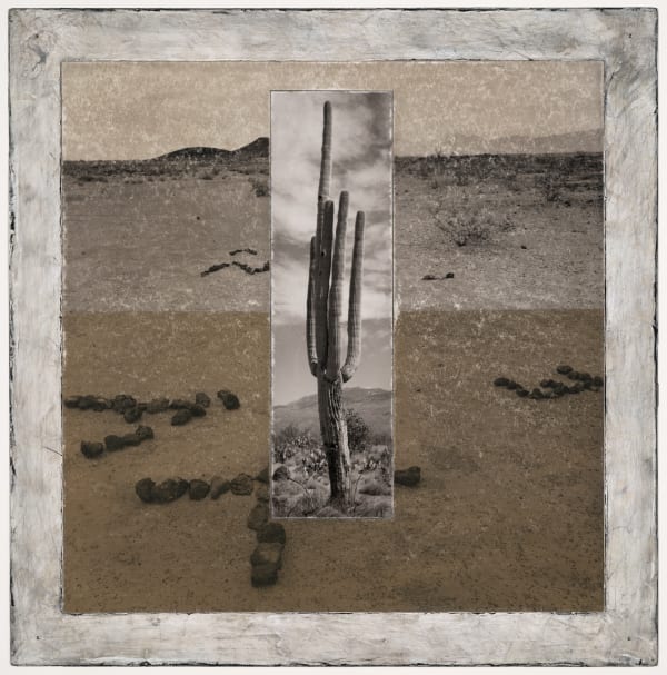 Michael P. Berman Inferno Saguaros #2, 2024