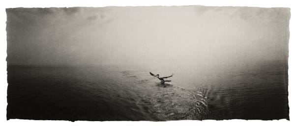 Zana Briski Great white pelican, Tanzania, 2015