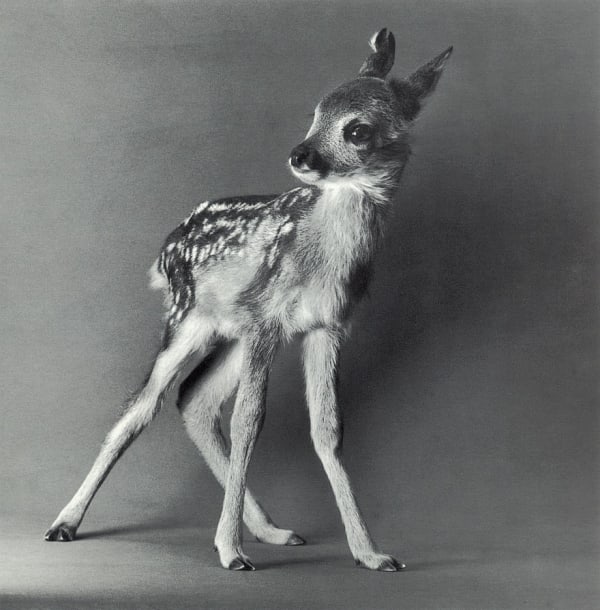 Michael O'Neill, European Roe Deer, "Muni", 1991
