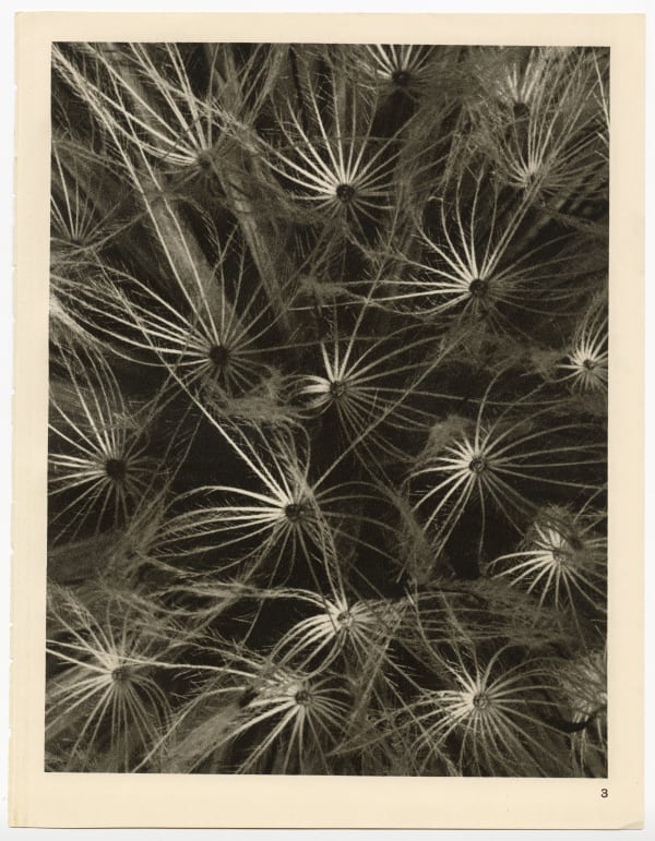 Karl Blossfeldt, Plate 3, 1932