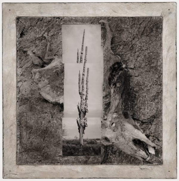 Michael P. Berman Inferno Saguaros #14, 2024