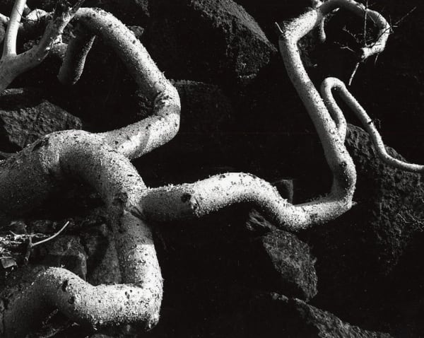 Brett Weston, Tree Roots, Baja California, 1966-67