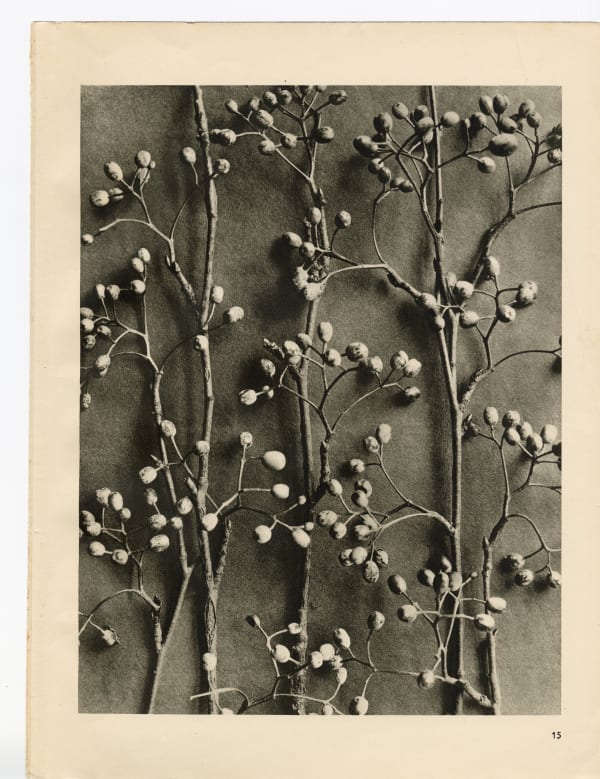 Karl Blossfeldt, Plate 15, 1932