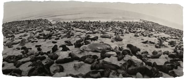 Zana Briski, Cape fur seals, Namibia, 2007
